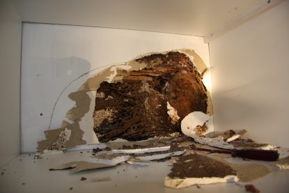 resultat termites diagnostic termites insecte xylophage