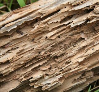 termites-bois-traitement